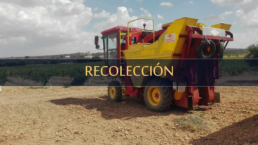 RECOLECCION